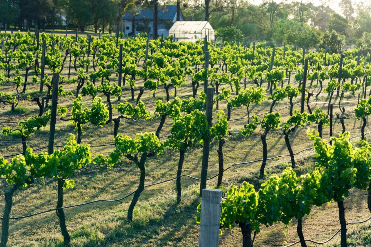 Thistle Hill Guesthouse - Walk To Many Wineries And Restaurants Pokolbin Ngoại thất bức ảnh